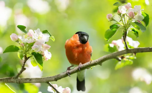 Little bird sitting on branch of blossom apple tree. The common bullfinch