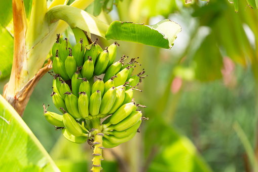 Ripening bananas on a tree in banana plantation
