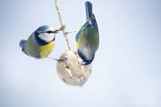 Two little birds feeding on fat ball.  Blue tit. Winter time