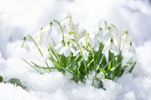 istock Snowdrop flowers blooming in snow covering 1727295865