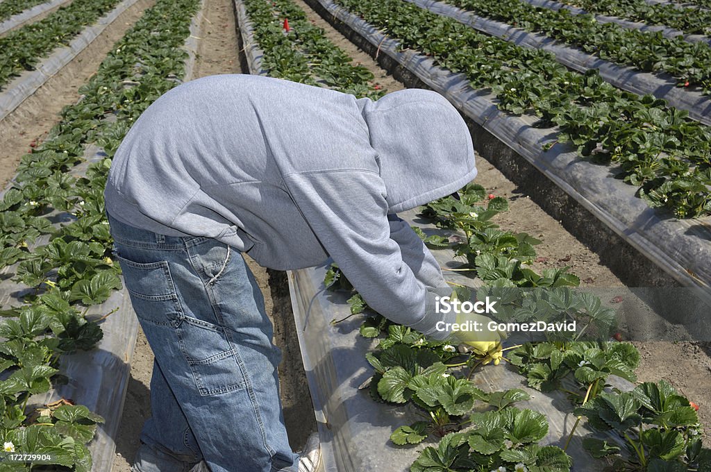 Ouvrier agricole bordure de plantes fraise - Photo de Immigrant libre de droits