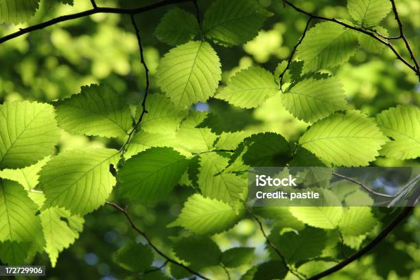 Lebhafte Spring Buche Blätter Stockfoto und mehr Bilder von April - April, Ast - Pflanzenbestandteil, Baum