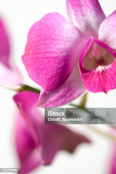 Rosa Orchid Primer Plano Foto de stock y más banco de imágenes de Asia - Asia, Belleza, Belleza de la naturaleza