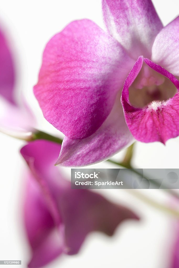 Orchidée Rose close-up - Photo de Asie libre de droits