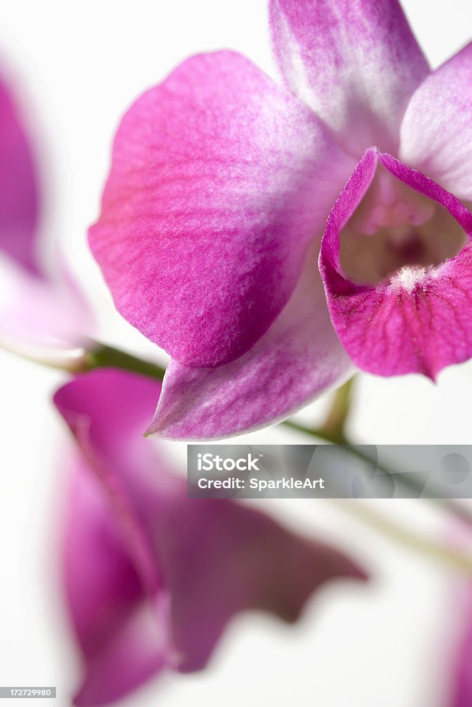 Orquídea cor-de-rosa close-up - Foto de stock de Beleza royalty-free
