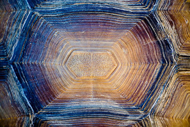 detail shot of a turtle shell