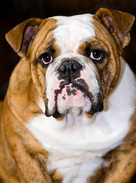 Bulldog Close-Up stock photo