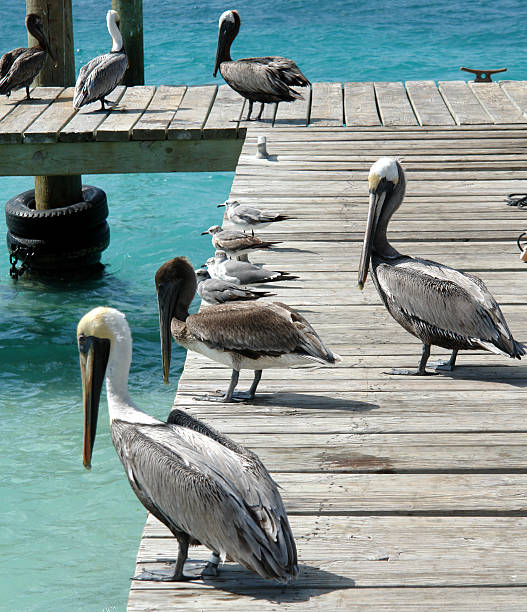 istock Pelicans Seagulls On A Dock Isla Mujeres Mexico 172730656