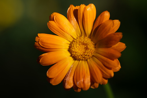 Orange chrysanthemums next to the stone path in the yard