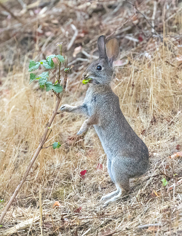 Eastern Cottontail Rabbit Eating Plant Leaves. Stevens Creek County Park, Santa Clara County, California, USA.