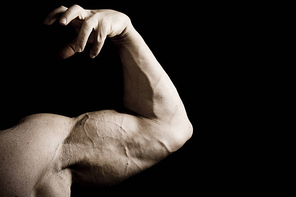 istock Bicep of Male Bodybuilder in Pose 172730977