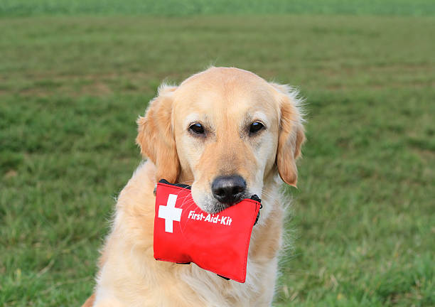 pies z pierwszej pomocy zestaw - golden retriever dog retriever waiting zdjęcia i obrazy z banku zdjęć