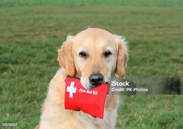 Foto de Cão Com O Kit De Primeiros Socorros e mais fotos de stock de Kit de Primeiros Socorros - Kit de Primeiros Socorros, Primeiros socorros, Cão