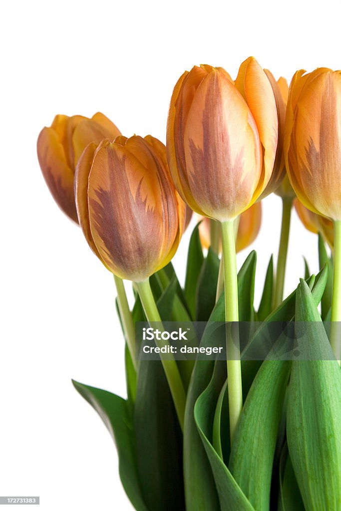 Tulipanes de Orange - Foto de stock de Agua libre de derechos