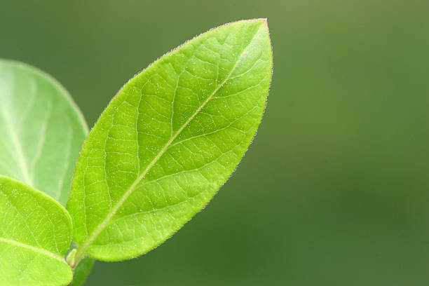 Single leaf stock photo