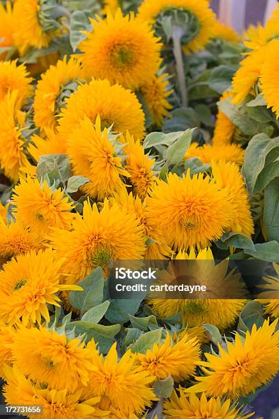 Jasny Żółty Sunflowers W Weekend Farmers Market - zdjęcia stockowe i więcej obrazów Słonecznik zwyczajny - Słonecznik zwyczajny, Aranżacja, Bez ludzi