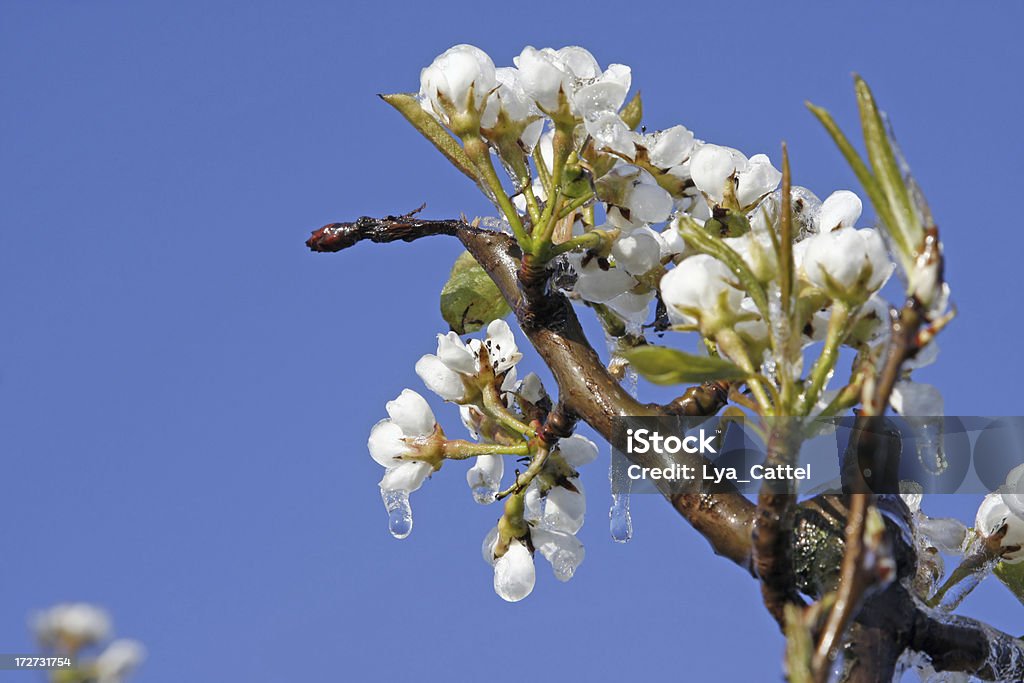 Congelarse frutas blossom orchard # 16 - Foto de stock de Escarcha libre de derechos