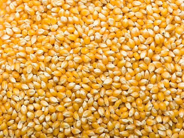 popcorn kernels stock photo