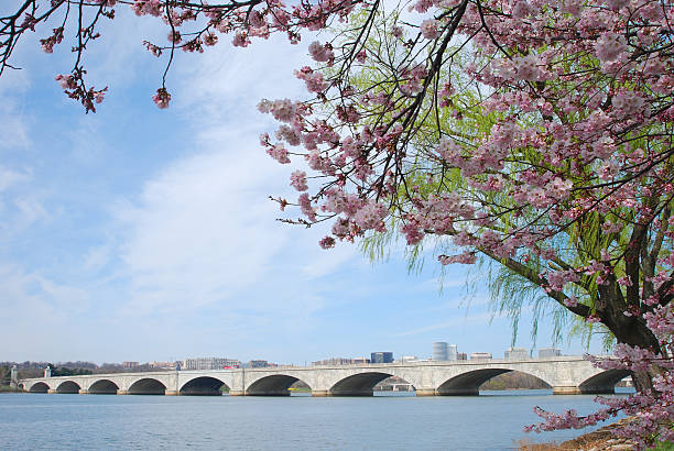 istock Cherry Blossom and Bridge on Potomac River, Washington DC 172732017