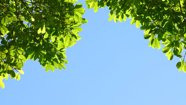Tree leaves against sky summer background. Tree sky text space area