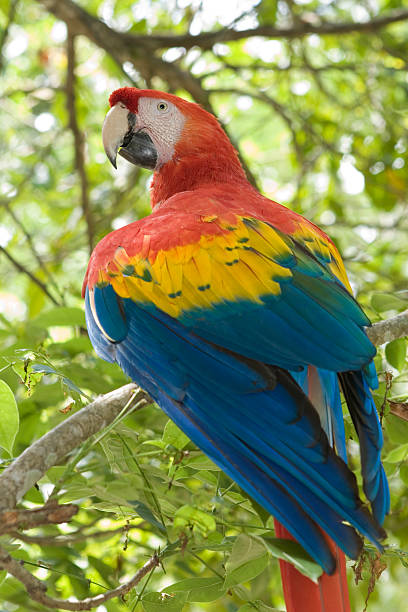 istock Endangered Scarlet Macaw in Honduras rainforest Central America 172732151
