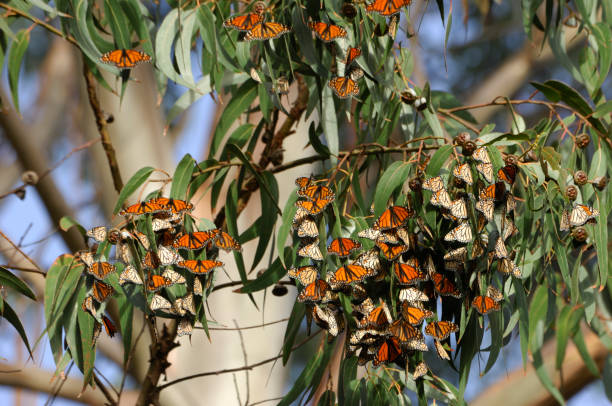 istock Monarch Butterflies on Branch 172732276
