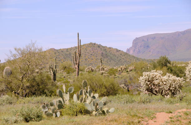 istock Myriad of Cacti 172732429