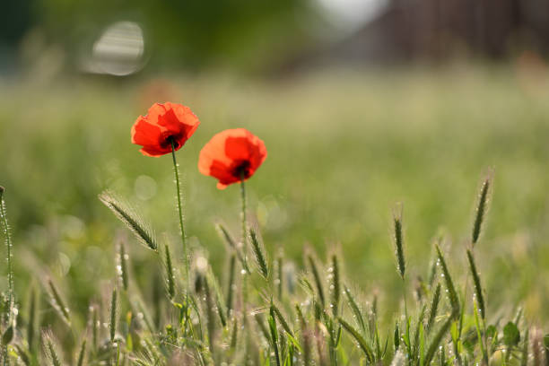 In the midst of a wild meadow, two poppies stand side by side, their vibrant red petals entwined as if in a loving embrace. Their slender stems sway gently in the breeze, as if sharing a secret dance of affection. These poppies, bathed in the golden light of day, exude an aura of passion and devotion. Their love story, told through the language of nature, serves as a reminder that even in the untamed wilderness, love finds a way to flourish, weaving a beautiful narrative in the heart of the wild.