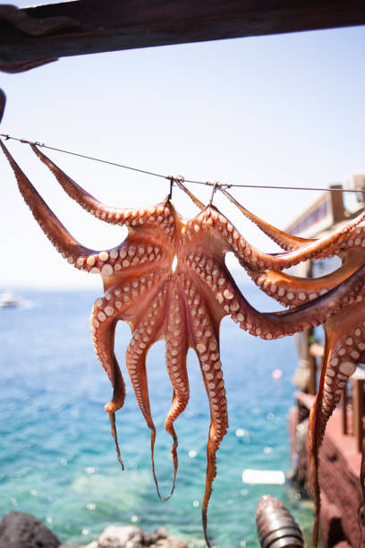 istock Wild octopus cleaned hanging in a beach coastal landscape 1727326980