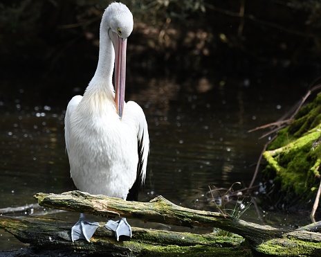 Dalmatian pelican (Pelecanus crispus)