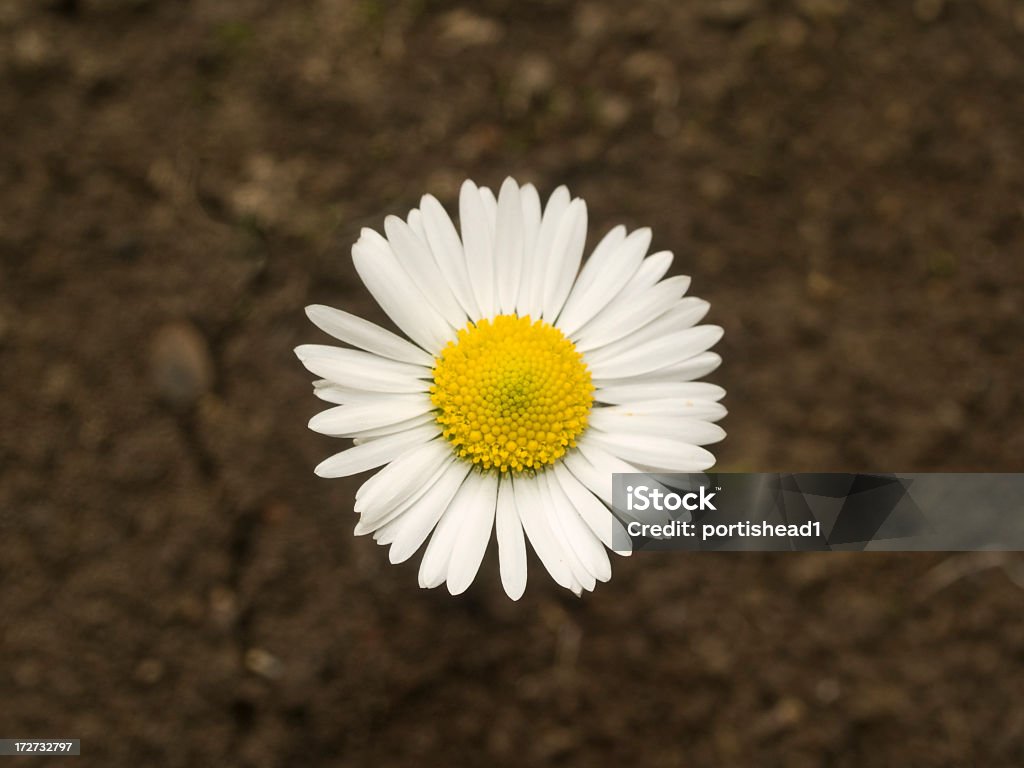 daisy daisy on brown background Beauty In Nature Stock Photo