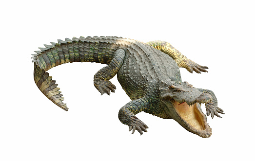 Crocodile on white background.See more...