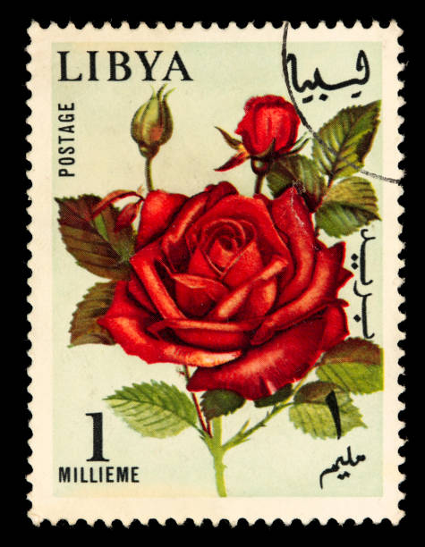 istock Vintage Libya red rose stamp 172732988