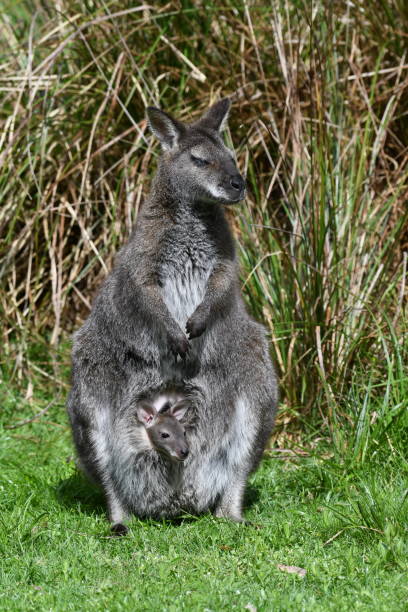 australijska wallaby z joeyem - wallaby kangaroo joey tasmania zdjęcia i obrazy z banku zdjęć