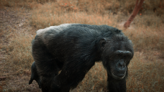 Gorilla walking in nature