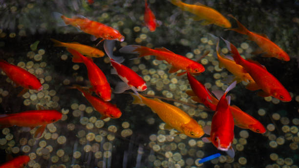 istock Red Koi fish in the lake 1727334071