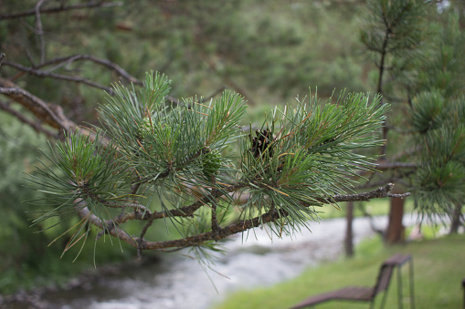 Pine branch in summer