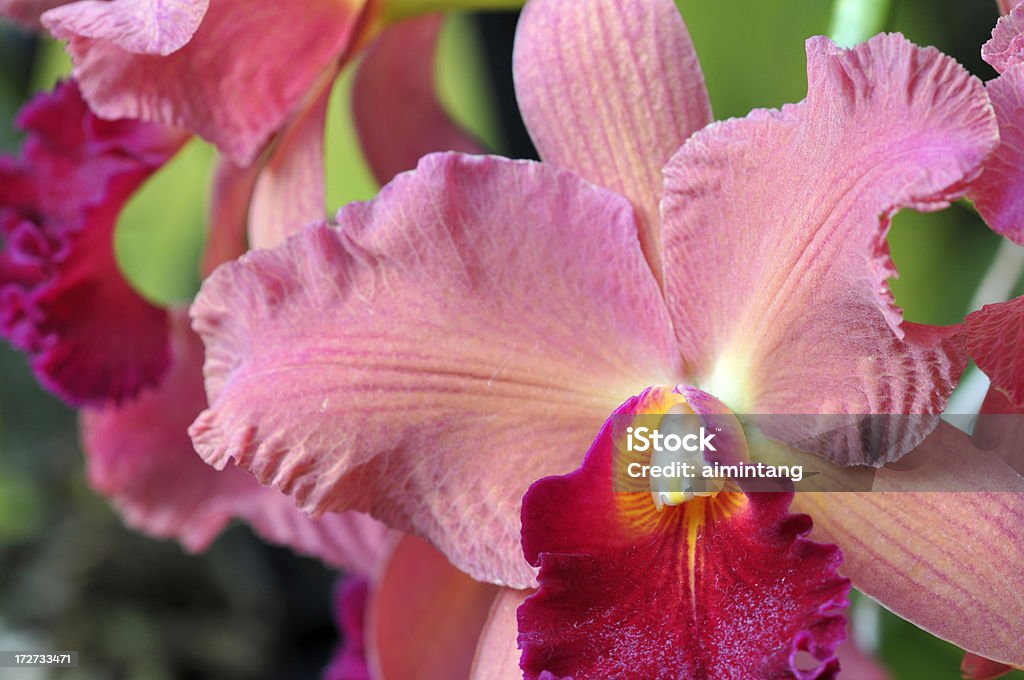 Экзотические Орхидея - Стоковые фото Без людей роялти-фри