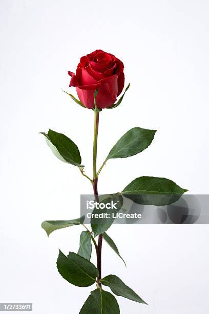 Красивая Красная Роза С — стоковые фотографии и другие картинки Вертикальный - Вертикальный, Весна, День святого Валентина