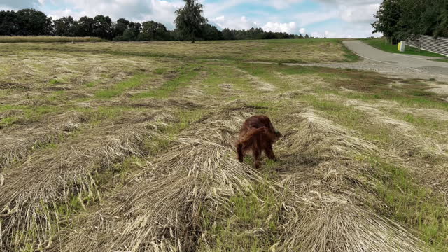 Happy speed Irish Setter dog walking and running outdoors and looking into camera at summer time