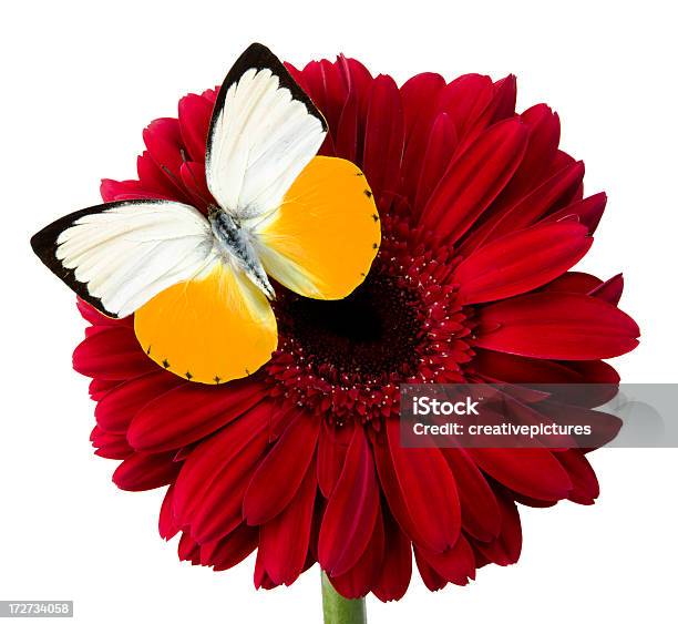 Daisy Stockfoto und mehr Bilder von Idee - Idee, Schmetterling, Blume