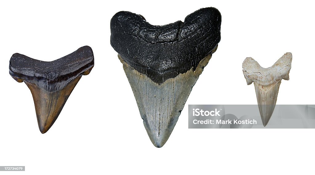 Three Prehistoric Shark Teeth Three Prehistoric Shark Teeth - Auriculatus, Megalodon, Otodus obliquus Shark Stock Photo