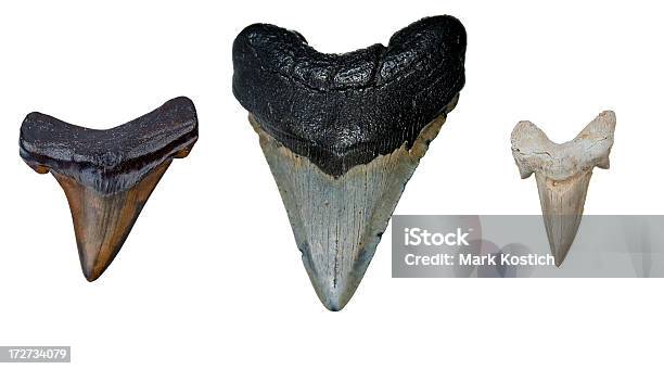 Three Prehistoric Shark Teeth Stock Photo - Download Image Now - Shark, Megalodon, Fossil