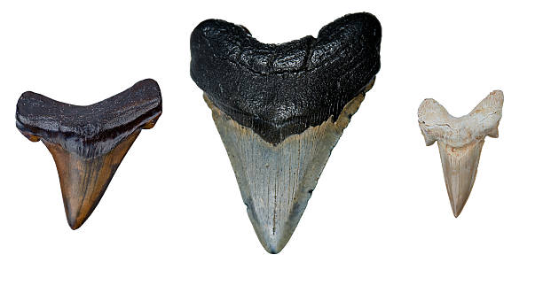 ฟันฉลามยุคก่อนประวัติศาสตร์สามซี่ - เม็กกาโลดอน ภาพสต็อก ภาพถ่ายและรูปภาพปลอดค่าลิขสิทธิ์