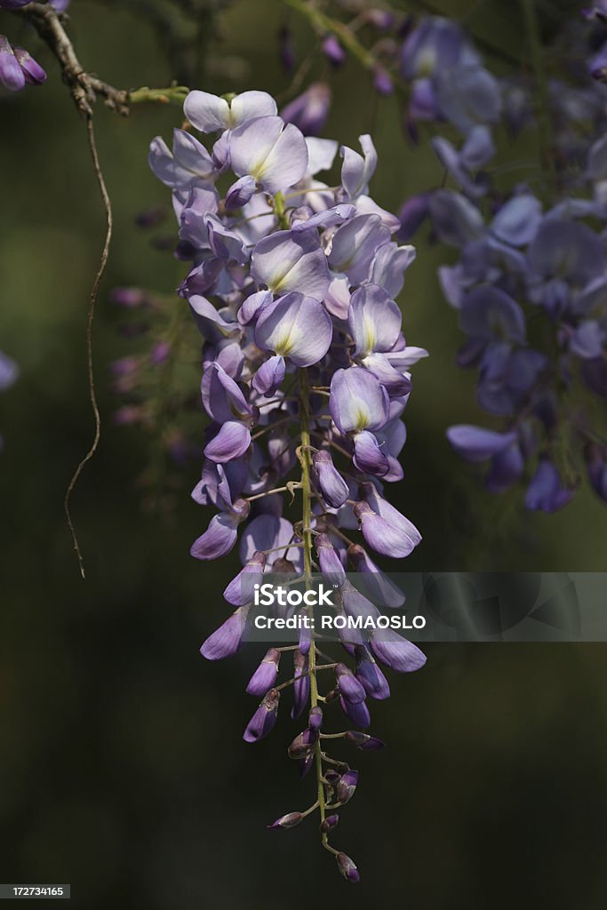 Lavanda violeta em Roma - Foto de stock de Beleza royalty-free