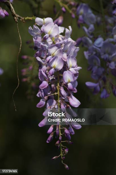 Foto de Lavanda Violeta Em Roma e mais fotos de stock de Beleza - Beleza, Beleza natural - Natureza, Cabeça da flor