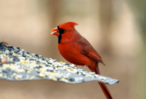 No one ever told this male cardinal not to chew his sunflower seeds with his mouth open.