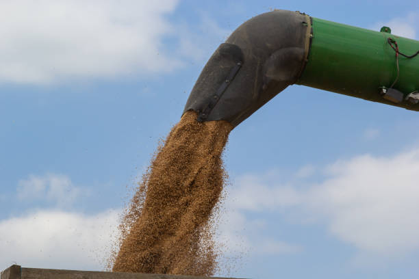 istock Harvester unloading wheat on the background of the sky with clouds. close up 1727345627
