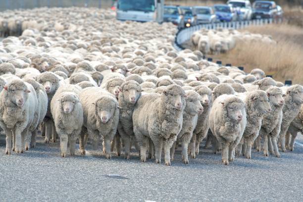 Herd of sheep in the street blocking cars trying to drive A large herd (flock) of sheep travelling down a road in new zealand. A bit of a traffic jam. joined at hip stock pictures, royalty-free photos & images