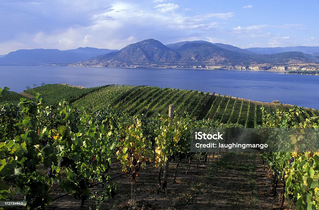 okanagan valley – Weingut - Lizenzfrei Okanagan-Tal - Britisch-Kolumbien Stock-Foto